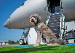 Bark Air, An Airline For Dogs!