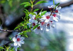 Kashmir's Beautiful Almond Blossoms