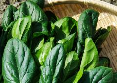 7 Delicious But Healthy Spinach Recipes 