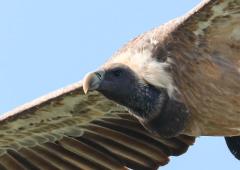 The Man Who Captures Vultures On Camera