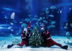 What is Santa Doing Under Water?
