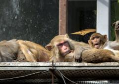 Yeh Hai India: How Monkeys Beat The Cold