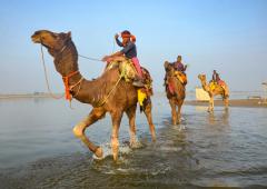 What are Camels Doing in the Ganga?