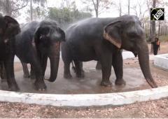 Summer Heat Catches Up With Elephants