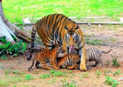 Cho Chweet! Three Tiger Cubs