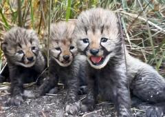 Ambani's Vantara Welcomes 5 Cheetah Cubs