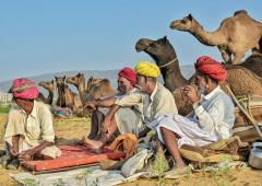 Ready For The Pushkar Camel Fair?