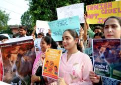 'Stray Dogs In Ghettos Is A Health Nightmare'