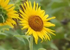 Nilambur's Golden Glory