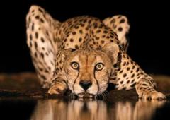 Dr Ramakanta Panda's Heart Beats For Wildlife Too