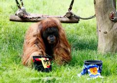 EURO: Oracle orangutan backs Germany to win opener