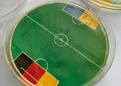 Euro 24: Can E. Coli bacteria predict match results?