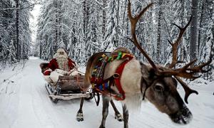 Reindeer at work: It's Christmas after all