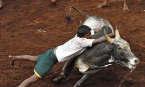 Can't have gladiator type sport in India: SC on Jallikattu
