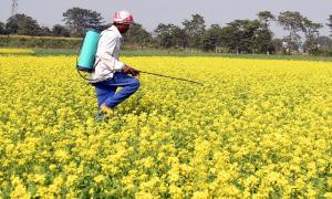 New govt may kick off pesticide, seed reforms