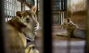 Zoo worker leaves cage door open, attacked by lion