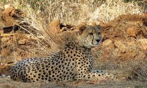 MP pleads national security in RTI plea on cheetahs