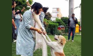 Victory For Pooches