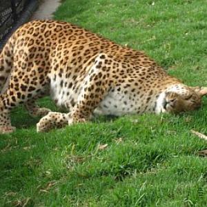Unusual summer pics: The lazing leopard! 