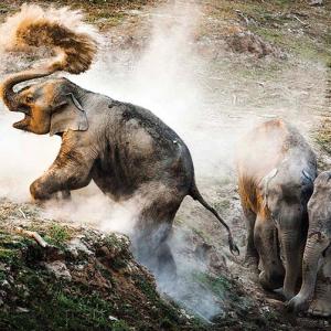 21 award-winning wildlife photographs of the year!