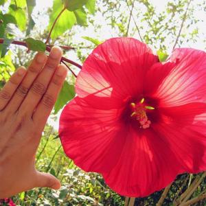 The healing power of flowers