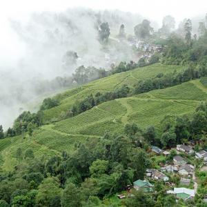 High tea in Darjeeling