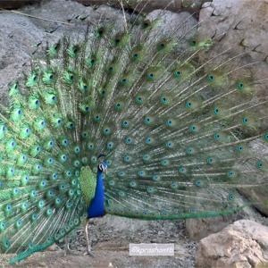 Reader pics: A peacock dance in summer