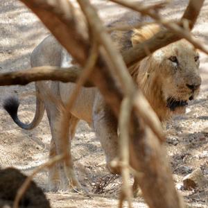 The caged lions of Gir
