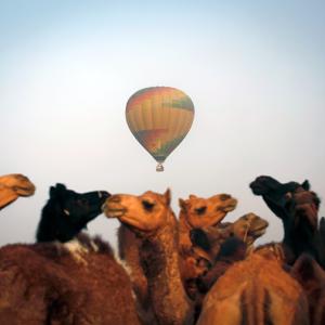Travel bugs, it's time for the Pushkar camel fair!