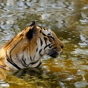 This river linking project may cut India's tiger habitats