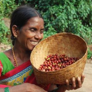 How Paris fell in love with coffee grown by Andhra tribals