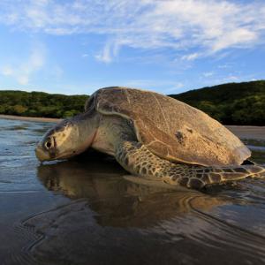 Meet the man who helped bring turtles back to Mumbai's beaches