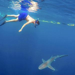 Swim with sharks; kayak with crocodiles: 5 adventures to try this summer