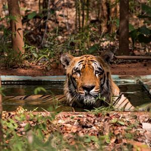Tiger Diaries: Meet Wagdoh, the king of Tadoba