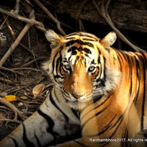 In pix: The crouching Bengal tiger