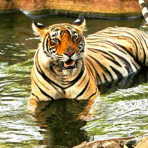 Tiger diaries: Meet Krishna from Ranthambore