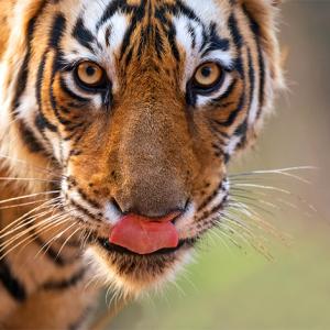 Tiger diaries: Meet Laadli and Arrowhead from Ranthambore