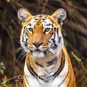 Tiger Diaries: Meet Maaya from Tadoba