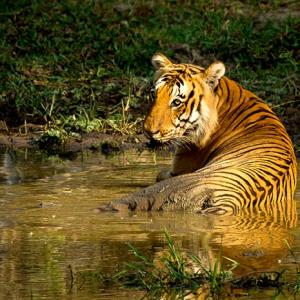 In pix: The tigers of India