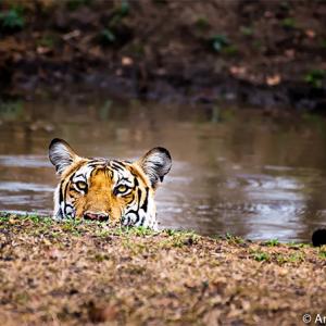 Why we must save our tigers