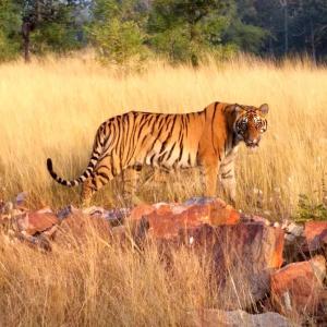 Tiger diaries: A jaw dropping moment!