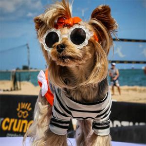 PIX: The life of Instagram's most fashionable dog