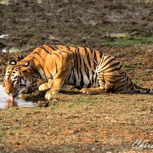 In pix: The fierce and famous tigers of Tadoba