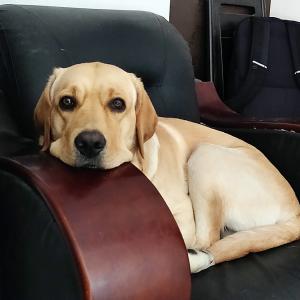 Pet pics: 'Ronny loves the sofa chair'