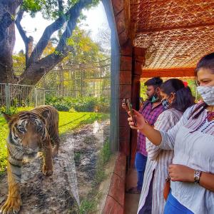 A tiger, a leopard and the Mumbai Zoo