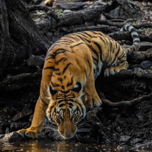SHOCKING! 4 Tiger Deaths A Week In 2023
