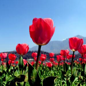 When Tulips Woo The Himalayas!