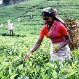 Labour problem hits Tata Tea arm's image abroad