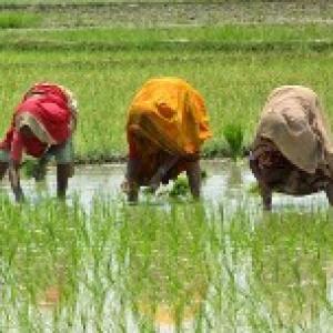 Impact of climate change on Indian agriculture