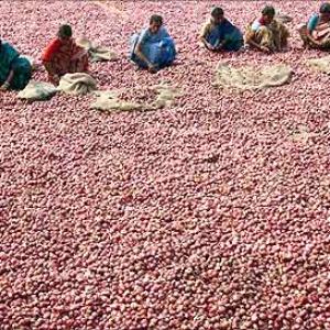 Why onion prices will remain high